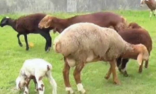 দুম্বা