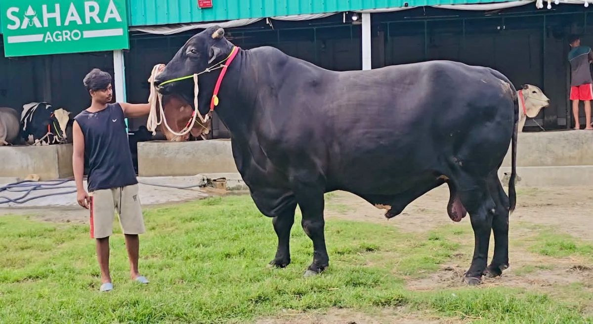 শাহিওয়াল গরু