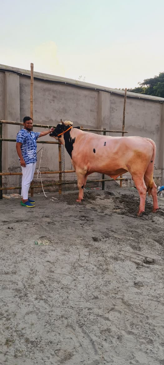 শাহিওয়াল গরু