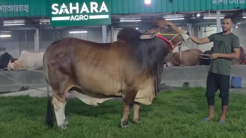 শাহিওয়াল গরু