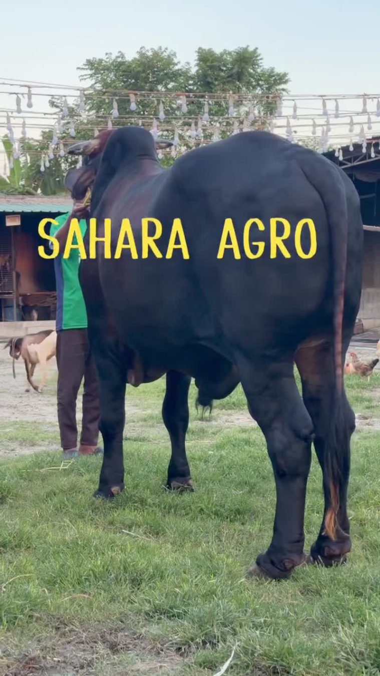 সাহারা এগ্রোর নতুন কালেকশন  ২০২৭ এর জন্য .... 🤲🤲