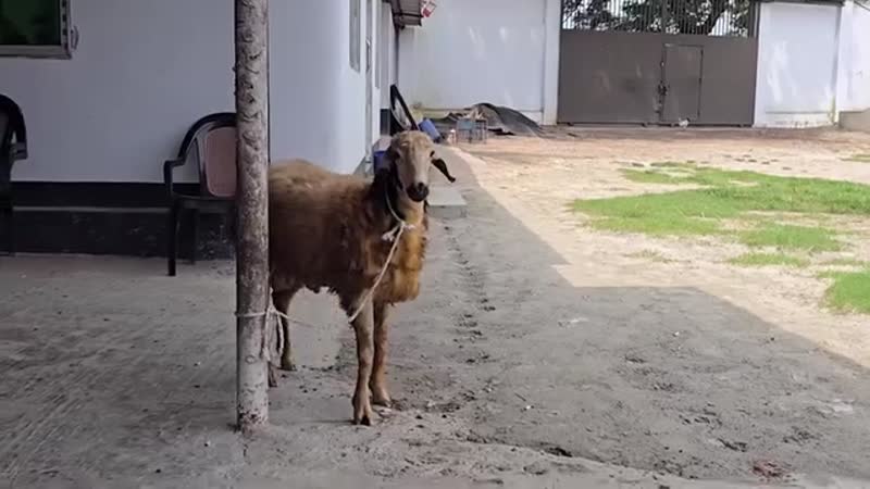 আলহামদুলিল্লাহ দুম্বাটি বিক্রি হয়ে গিয়েছে এবং ডেলিভারি সম্পর্ণ হয়ে গিয়েছে 🤲🤲
